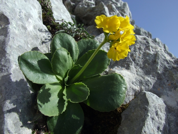 Primula auricula / Primula orecchia d''orso